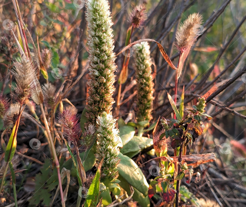 Скачать Суккуленты и другие скальные растения осенью фотосток Ozero