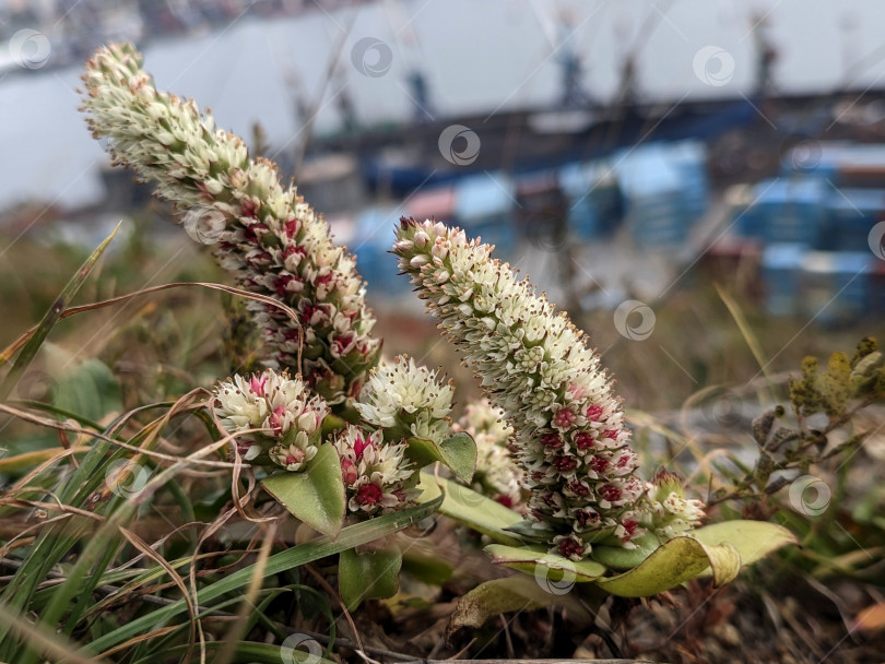 Скачать Цветущие суккуленты на скале осенью фотосток Ozero