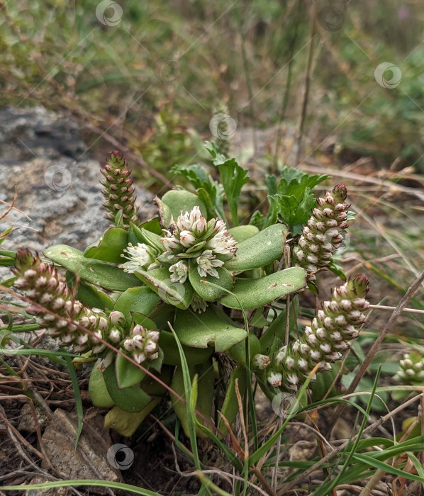 Скачать Соцветия горноколосника Максимовича на скале осенью фотосток Ozero