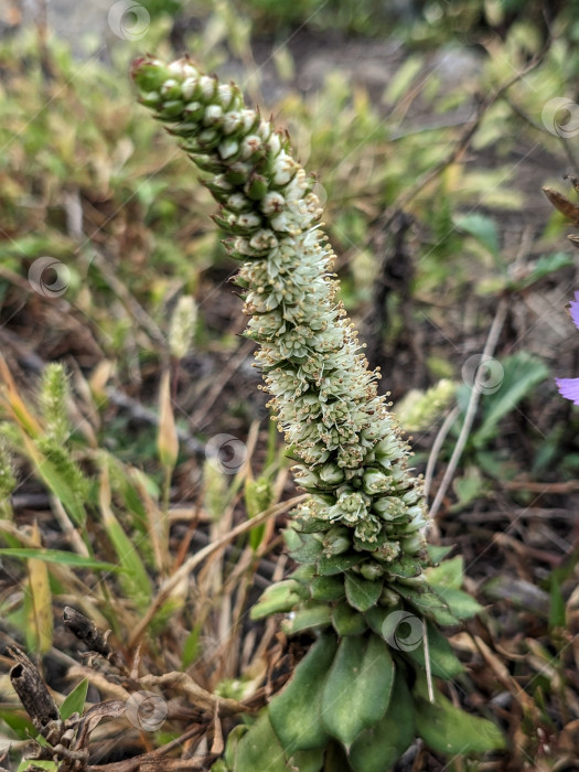 Скачать Бело-зеленое соцветие горноколосника Максимовича на скале осенью фотосток Ozero