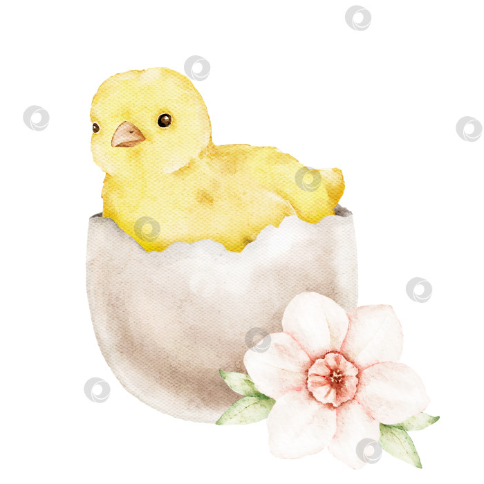 Скачать Акварельная иллюстрация, на которой изображен маленький желтый цыпленок, вылупившийся из яйца в яичной скорлупе с мягким цветочным акцентом. Идеально подходит для пасхальных открыток, упаковки, детских проектов, плакатов и сезонного дизайна. фотосток Ozero