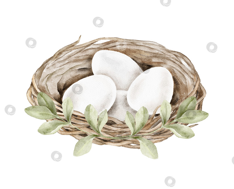 Скачать Акварельная иллюстрация: плетеное гнездо с белыми яйцами в окружении зеленых листьев. Идеально подходит для пасхальных открыток, упаковки, этикеток, плакатов, весеннего декора и творческих проектов на природную тематику. фотосток Ozero