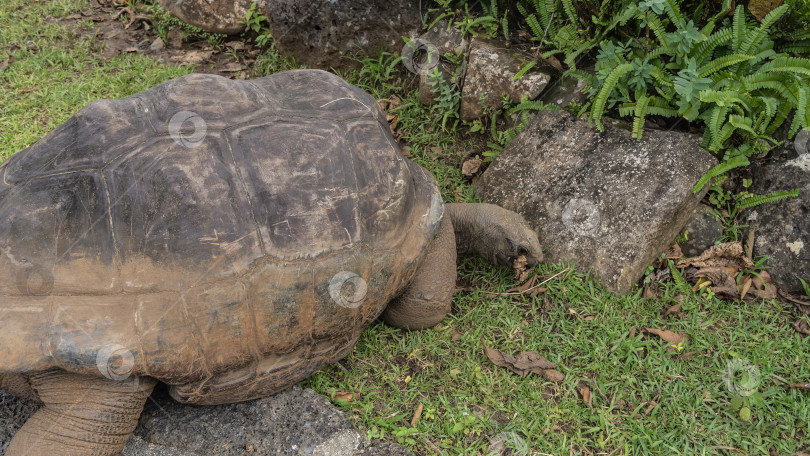 Скачать Гигантская черепаха Aldabrachelys gigantea в тропическом парке. фотосток Ozero
