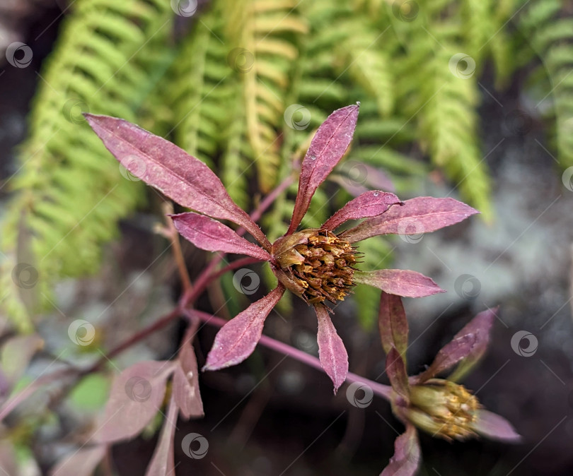 Скачать Дикое растение в осенней окраске фотосток Ozero