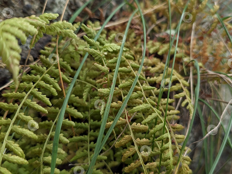 Скачать Папоротник крупным планом фотосток Ozero