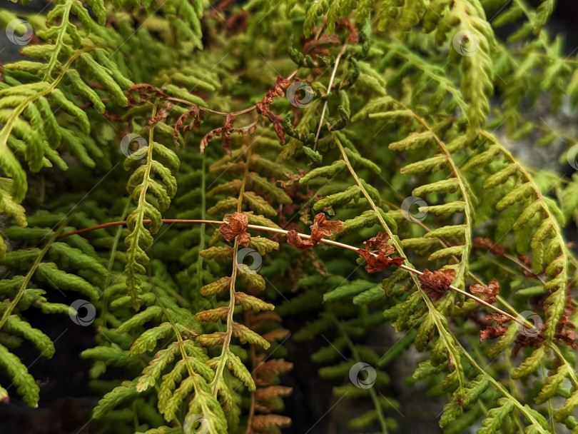 Скачать Зеленые листья папоротника фотосток Ozero