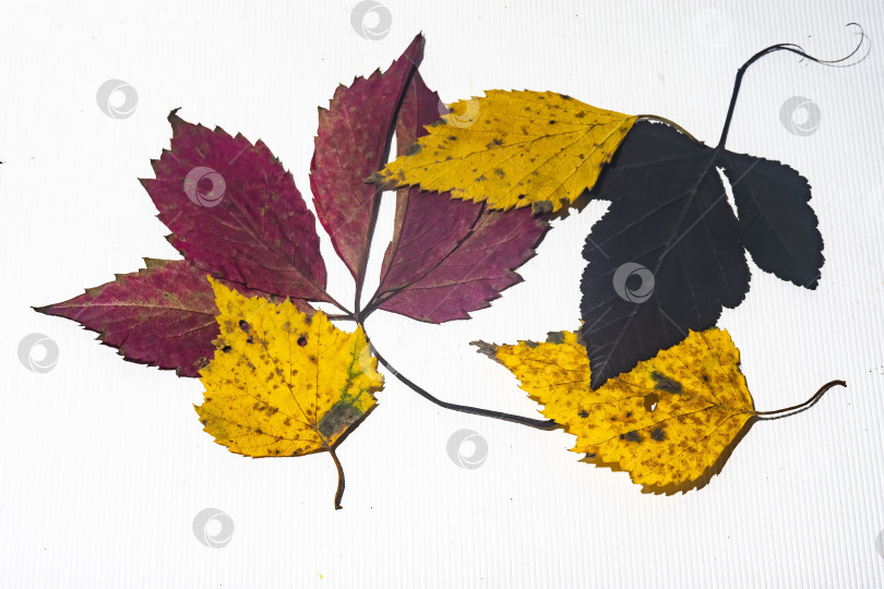 Скачать осенние листья фотосток Ozero