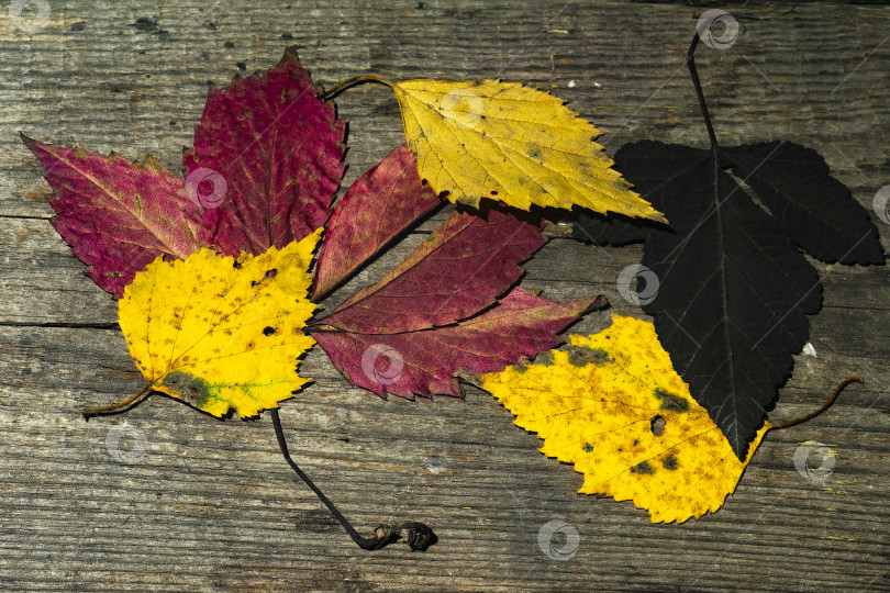 Скачать осенние листья на старых досках фотосток Ozero