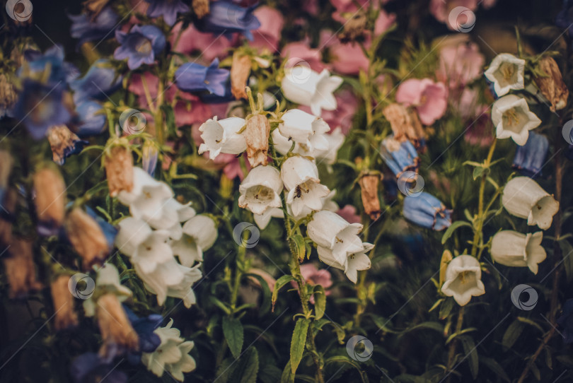 Скачать Увядающие цветы ранней осенью фотосток Ozero