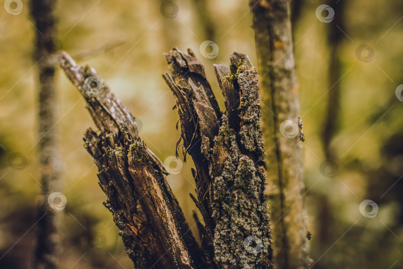 Скачать остатки старого сломанного дерева фотосток Ozero