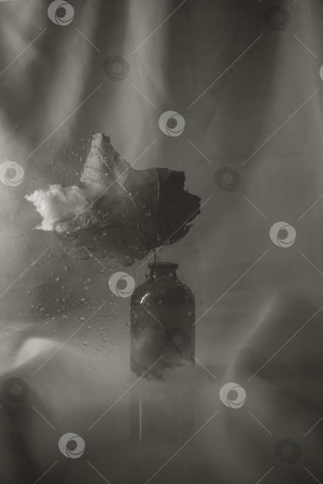 Скачать Кленовый лист с капельками воды в стеклянной бутылке, угрюмый черно-белый натюрморт, навевающий влажную, туманную меланхолию и тихое созерцание, текстурированный и минималистичный. фотосток Ozero