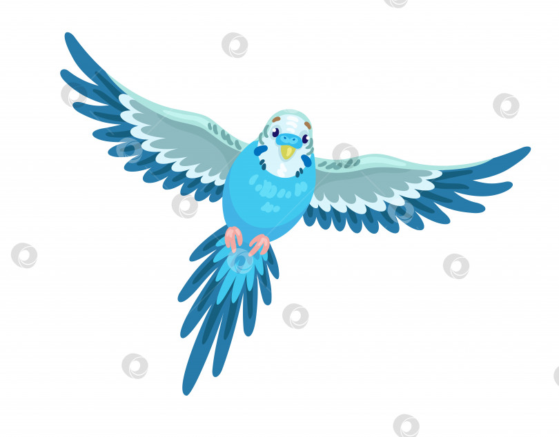 Скачать Милый голубой волнистый попугайчик летает. фотосток Ozero