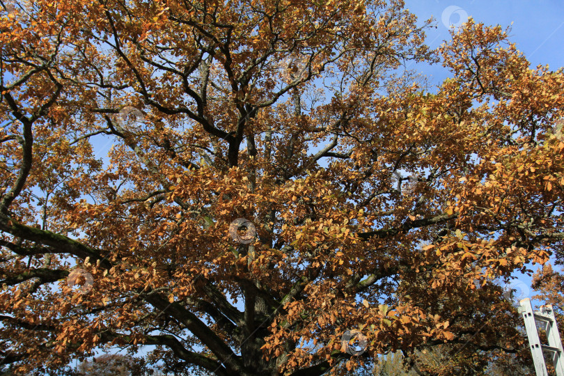Скачать Листва фотосток Ozero