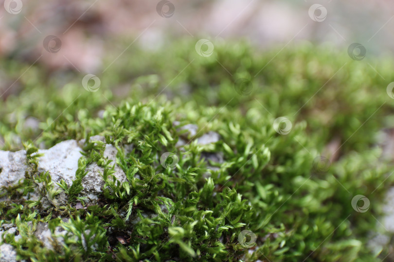 Скачать Зеленый мох на камне фотосток Ozero