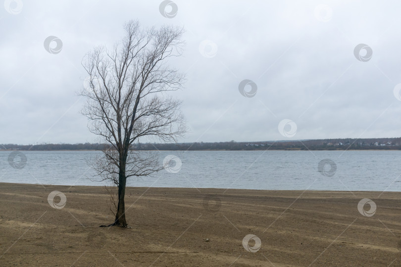 Скачать Одинокое дерево на берегу реки в пасмурную погоду фотосток Ozero