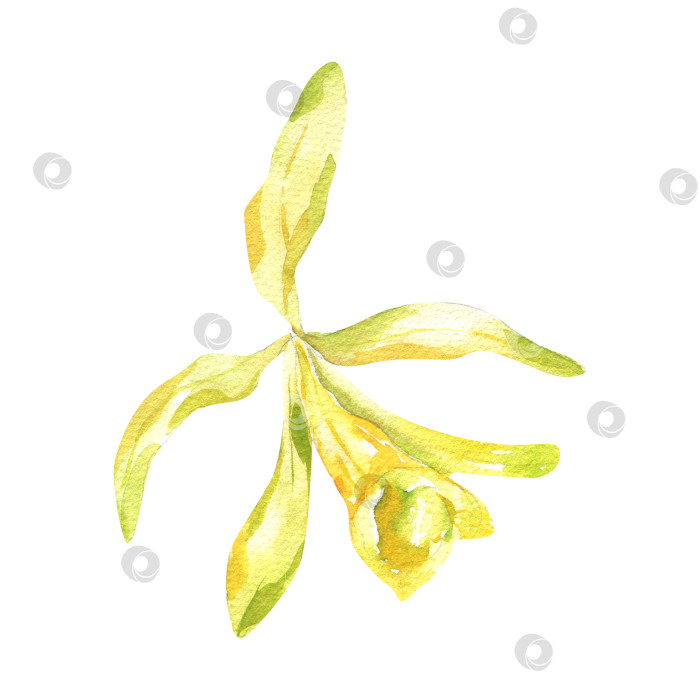 Скачать Акварельная иллюстрация с изолированным цветком орхидеи. Цветочный элемент ручной работы, тропический экзотический ботанический клипарт, ванильно-желтый цветок для оформления плакатов, открыток, приглашений. фотосток Ozero