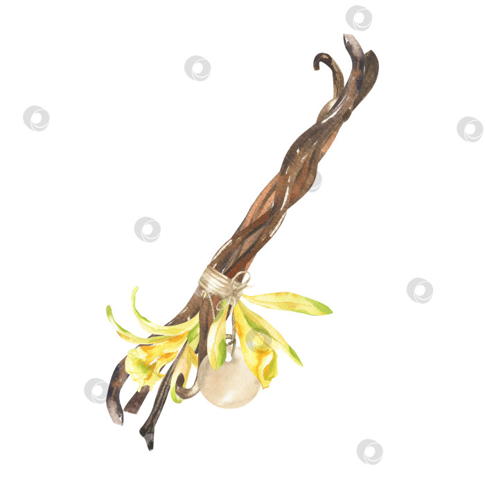 Скачать Цветы ванили и кусочки сушеных стручков с акварельной композицией на винтажной бумажной этикетке. Сладкие специи ручной работы, органическая косметика и пищевые ингредиенты для выпечки, ароматические палочки для меню, дизайн упаковки. фотосток Ozero