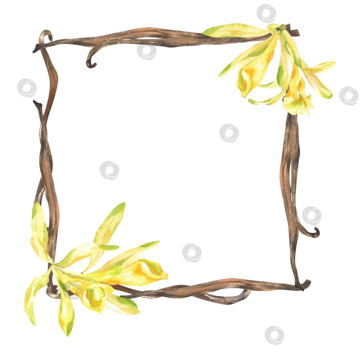 Скачать Шаблон акварельного баннера с желтыми цветами ванили и ароматическими палочками. Нарисованная от руки рамка для сладких ароматных специй, клипарт с ингредиентами для выпечки и косметики для упаковки, этикетки, оформления меню фотосток Ozero