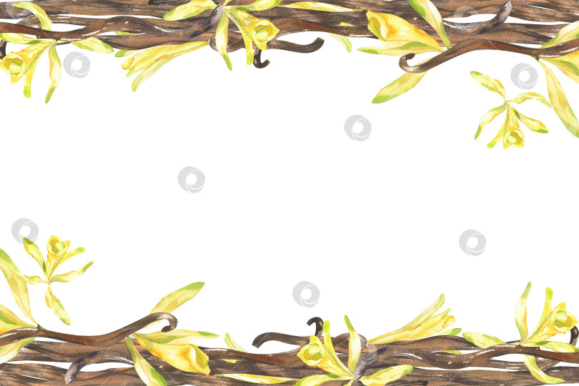Скачать Ароматный стручок сладкой ванили с желтыми цветами - шаблон акварельного баннера для дизайна упаковки органической косметики. Рамка с ингредиентами для продуктов питания и хлебобулочных изделий, клипарт со специями для дизайна плакатов, открыток, брошюр. фотосток Ozero