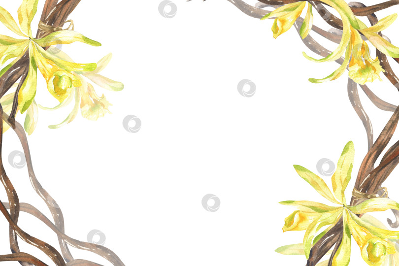 Скачать Цветочный баннер с ванилью и акварельными сухими палочками и желтыми цветами. Клипарт с ингредиентами для органических продуктов питания и косметики, сладкими специями для плаката, открытки, дизайна упаковки. фотосток Ozero