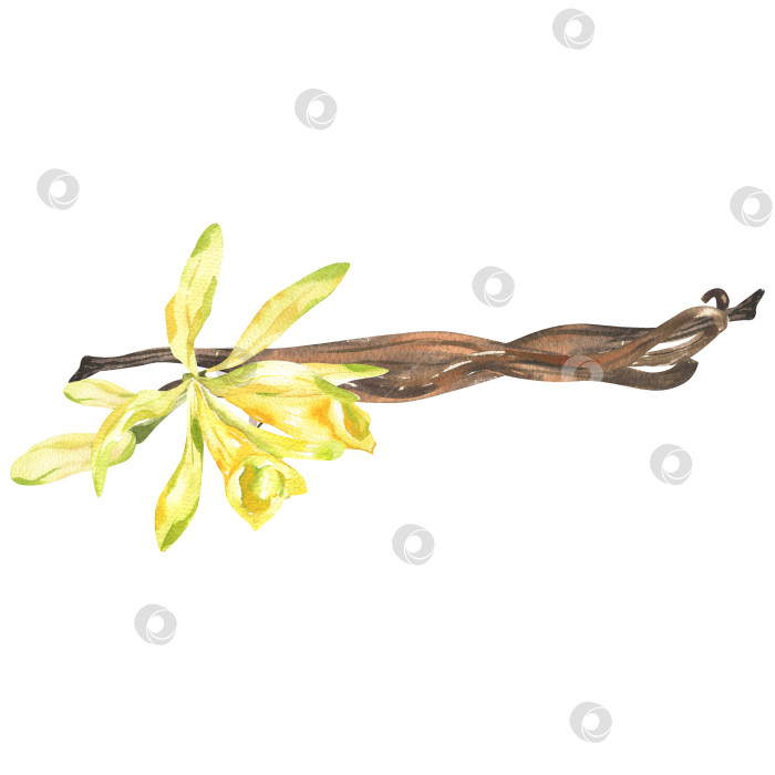 Скачать Цветы ванили и органическая акварельная иллюстрация в стручках. Нарисованный от руки клипарт с изолированными сладкими специями, ингредиентами для выпечки и косметики для визитки спа-салона, плаката, оформления меню фотосток Ozero