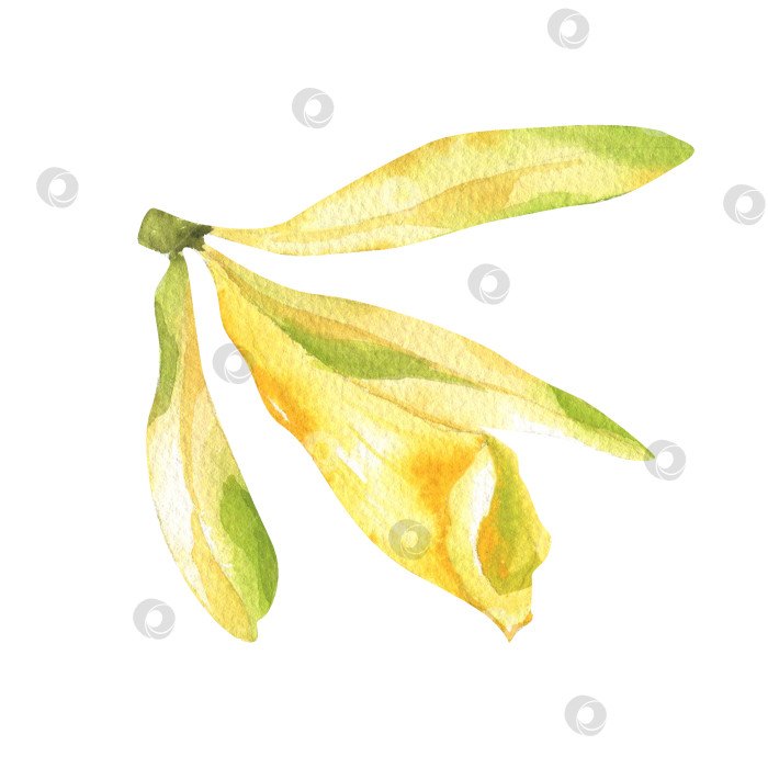 Скачать Акварельная иллюстрация цветка желтой тропической орхидеи. Нарисованный вручную изолированный ванильный цветочный элемент, экзотический цветочный элемент для упаковки органических продуктов, дизайна одежды фотосток Ozero