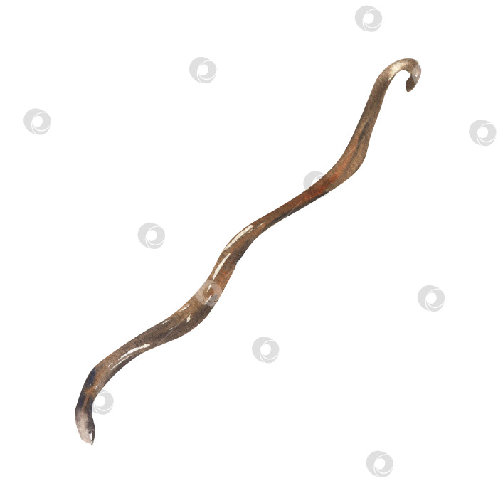 Скачать Акварельная иллюстрация на сушеной ванильной палочке. Изолированный ароматический стручок, ингредиент для придания вкуса сладкой выпечке, экзотический тропический растительный элемент для кулинарной книги, рецепта, меню, плаката, дизайна упаковки. фотосток Ozero