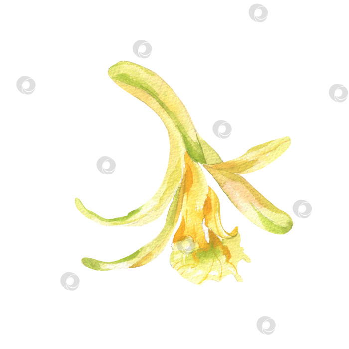 Скачать Изолированная иллюстрация в виде цветка желтой орхидеи акварелью. Тропический экзотический цветочный клипарт, нарисованный от руки, ванильный цветок для упаковки специй, плаката, дизайна открыток фотосток Ozero