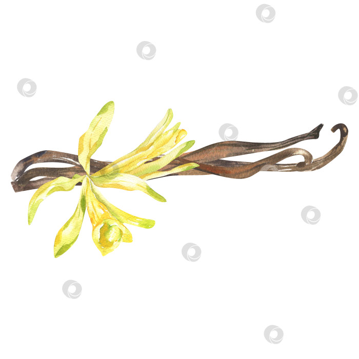 Скачать Желтые цветы ванили и высушенная веточка - акварельная иллюстрация. Нарисованный от руки сладкий ароматный ингредиент для приготовления пищи, цветочный элемент из свежей орхидеи со вкусом выпечки - клипарт для меню, кулинарного рецепта, плаката. фотосток Ozero