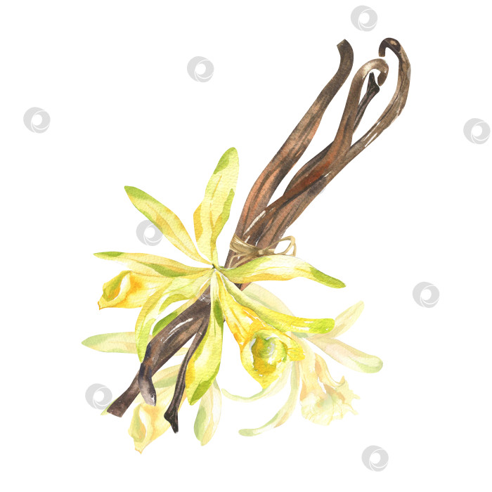 Скачать Цветок ванили, сушеные бобы, акварельная иллюстрация. Нарисованная от руки изолированная ароматная трава для выпечки, цветочный элемент орхидеи, экзотический тропический цветочный клипарт для оформления плакатов, упаковок, открыток. фотосток Ozero