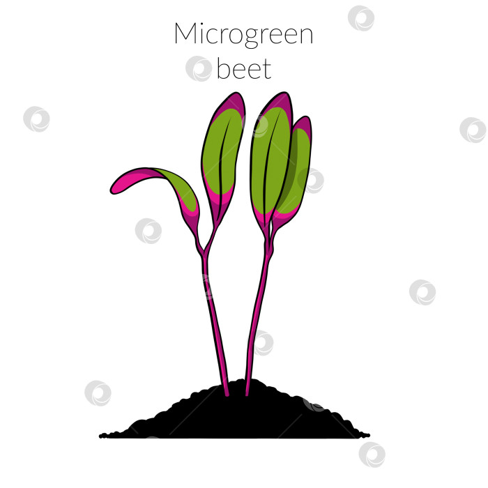 Скачать Молодая микрозеленая свекла фотосток Ozero