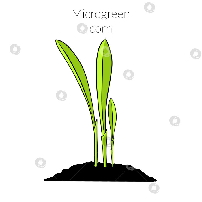 Скачать Молодая микрозеленая кукуруза фотосток Ozero