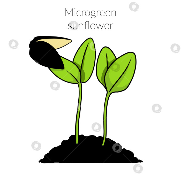 Скачать Молодой микрозеленый подсолнух фотосток Ozero