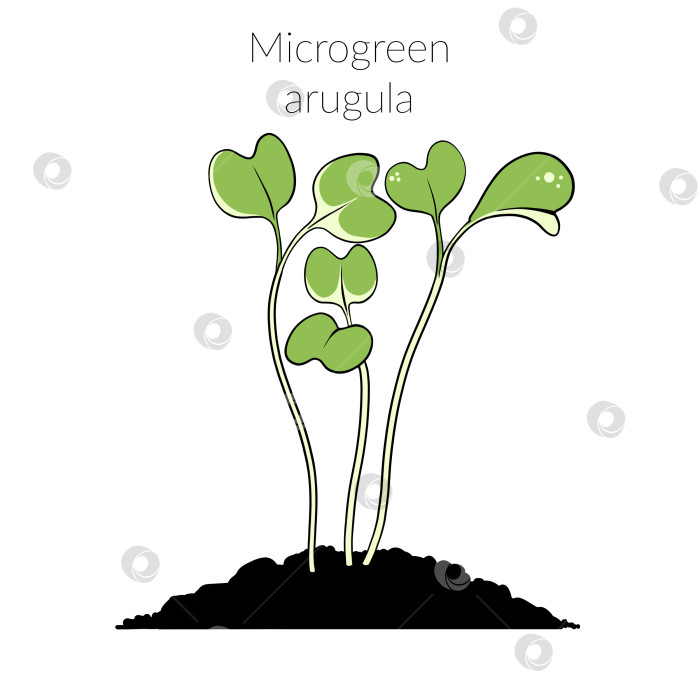 Скачать Молодая микрозеленая руккола фотосток Ozero