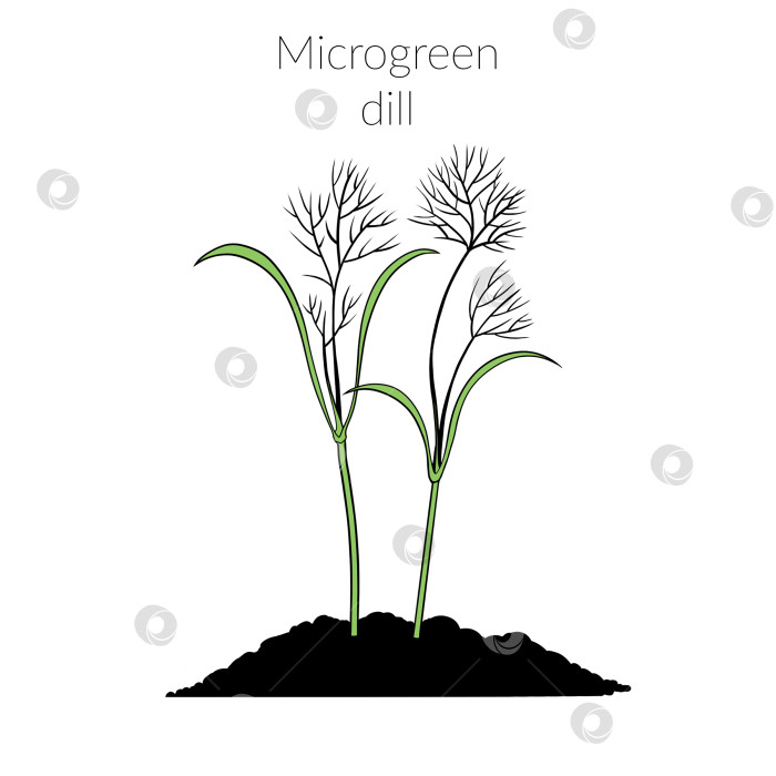 Скачать Молодой зеленый укроп фотосток Ozero