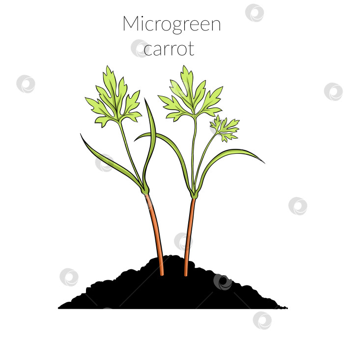 Скачать Молодая микрозеленая морковь фотосток Ozero