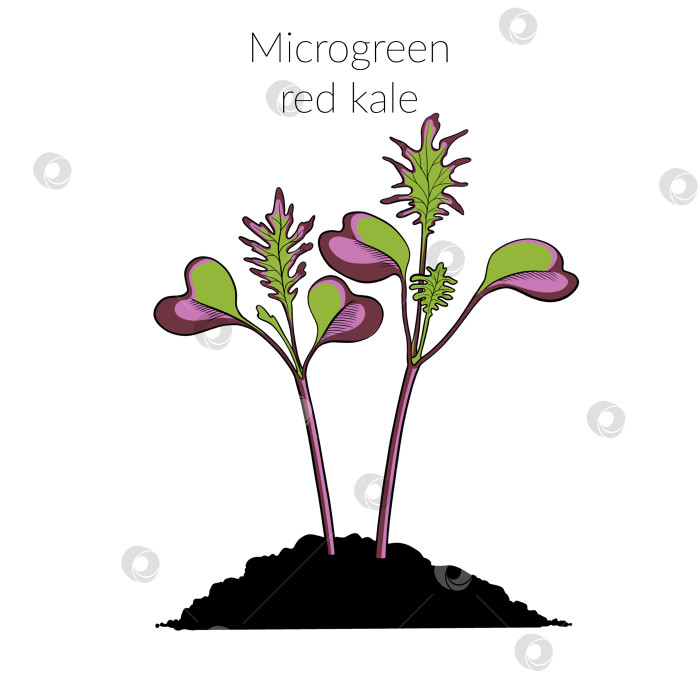 Скачать Молодая микрозеленая капуста фотосток Ozero