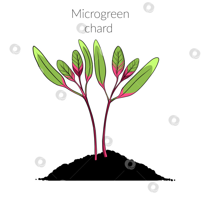 Скачать Молодой зеленый мангольд фотосток Ozero