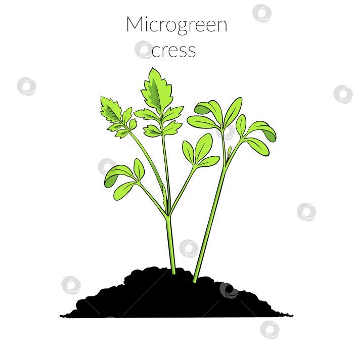 Скачать Молодой микрозеленый кресс-салат фотосток Ozero