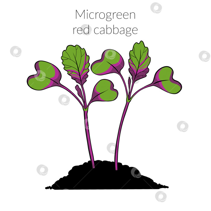 Скачать Молодая зеленая краснокочанная капуста фотосток Ozero