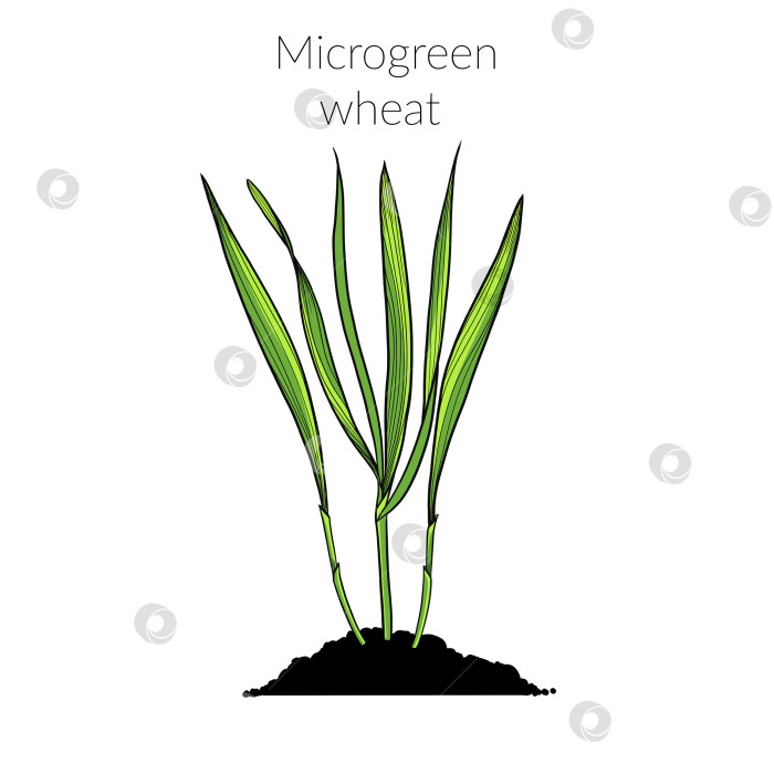 Скачать Молодая микрозеленая пшеница фотосток Ozero