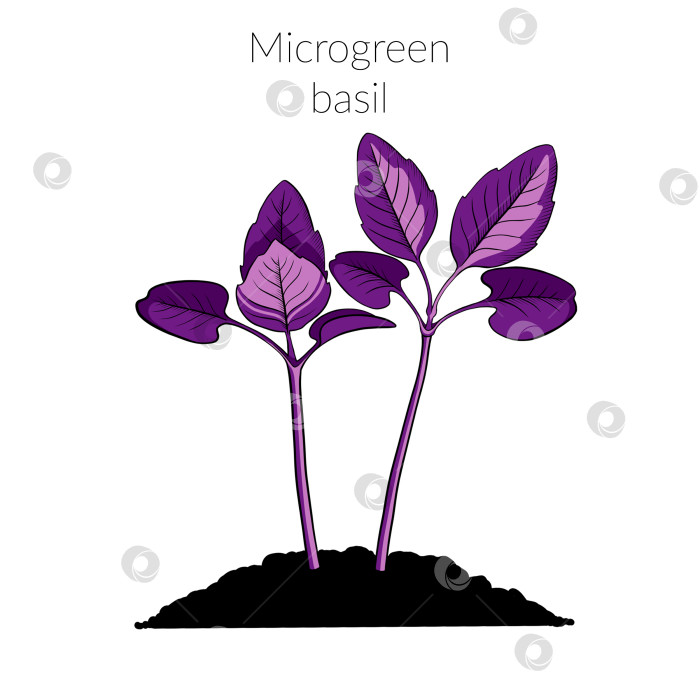 Скачать Молодой микрозеленый базилик фотосток Ozero