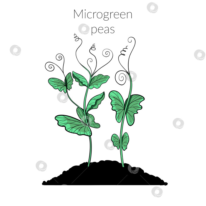 Скачать Молодая микрозеленая свекла фотосток Ozero