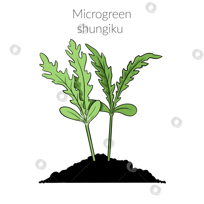 Скачать Молодой микрозеленый шунгику фотосток Ozero