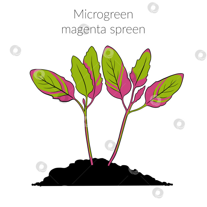 Скачать Молодой микрозеленый пурпурный спрен фотосток Ozero
