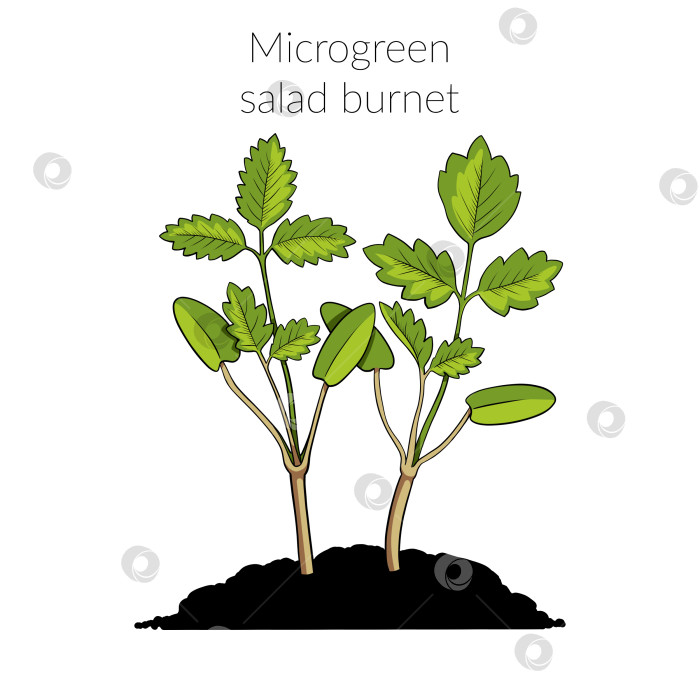 Скачать Молодой микрозеленый салат "бернет" фотосток Ozero