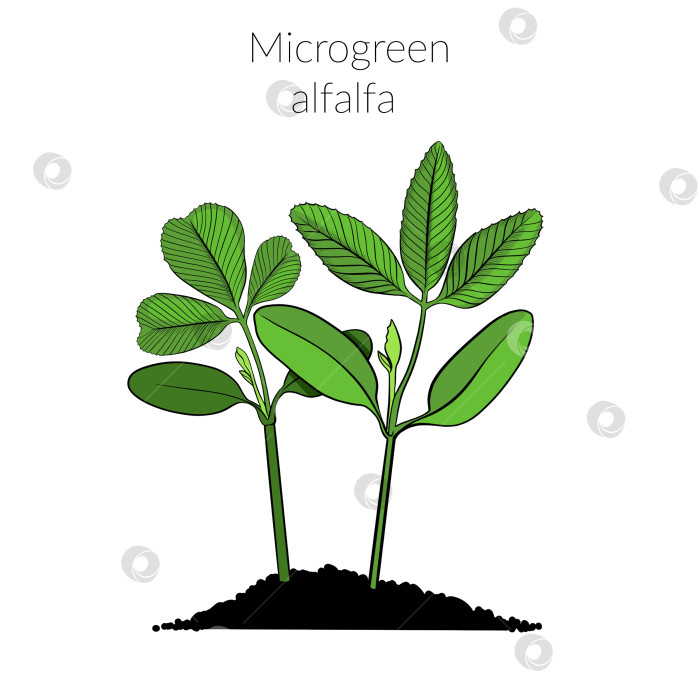 Скачать Молодая микрозеленая люцерна фотосток Ozero