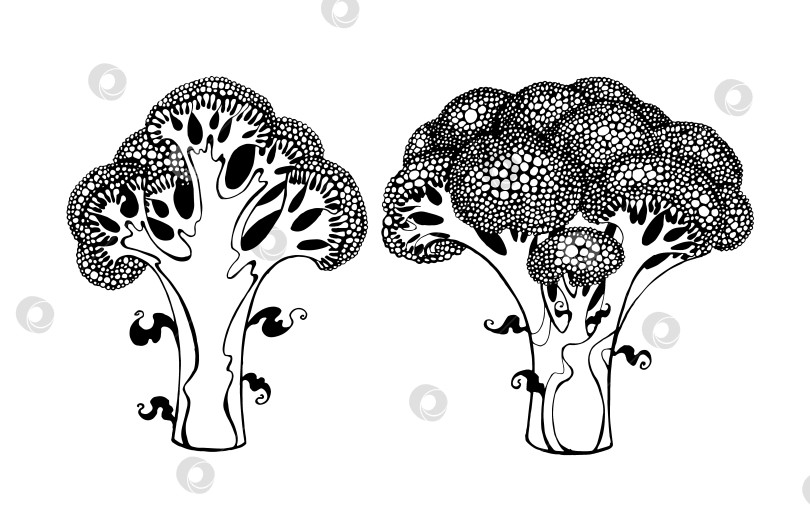 Скачать брокколи, нарисованная от руки фотосток Ozero