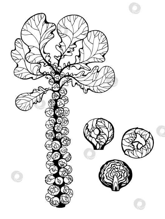 Скачать брюссельская капуста, нарисованная от руки фотосток Ozero