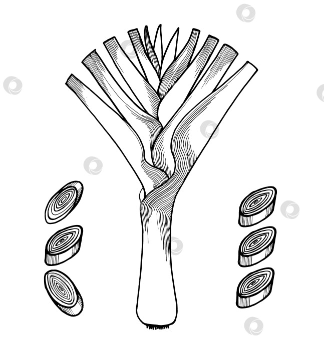 Скачать Черно-белый графический рисунок с луком-пореем от руки, лук-порей фотосток Ozero